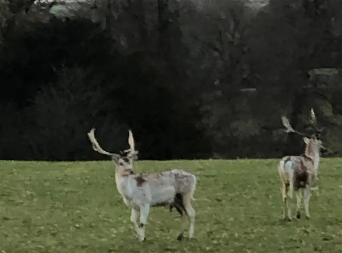 Milo's Retreat Arnside